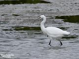kleine zilverreiger 2022